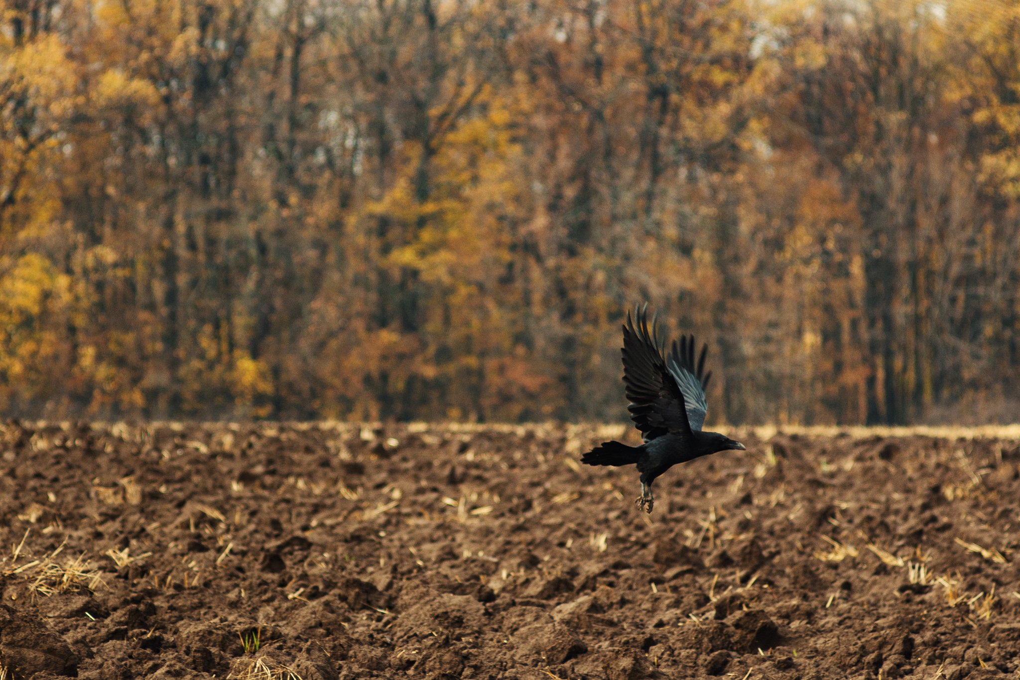 Yesterday's Gold - My, The photo, Nature, Landscape, Village, Amateur photography, Canon, Canon EOS 700D, Helios, Soviet optics, Autumn, November, Pond, Jupiter-37, Kharkov, Kharkiv Oblast, Longpost