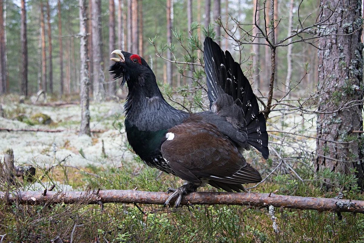 How wood grouse live: some interesting facts about forest “vocalists” - Wood grouse, Birds, Animals, Yandex Zen, Longpost