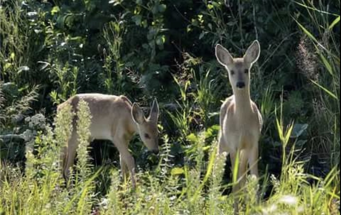 An unexpected meeting in the forest - My, Forest, Nature, Miracle, Joy