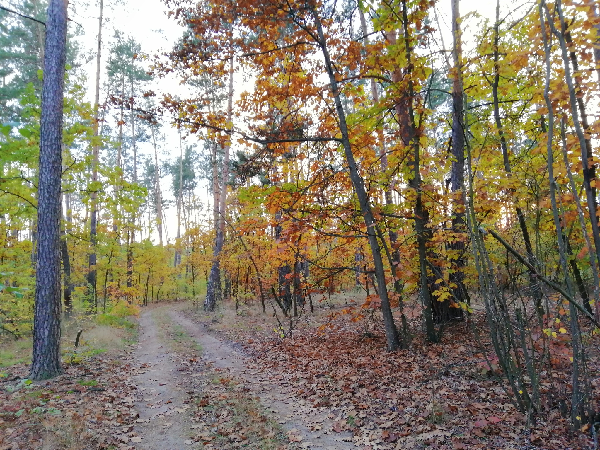 How we walked through fly agarics - My, Kiev, Mushrooms, Fly agaric, Pushcha voditsa, Silent hunt, Longpost