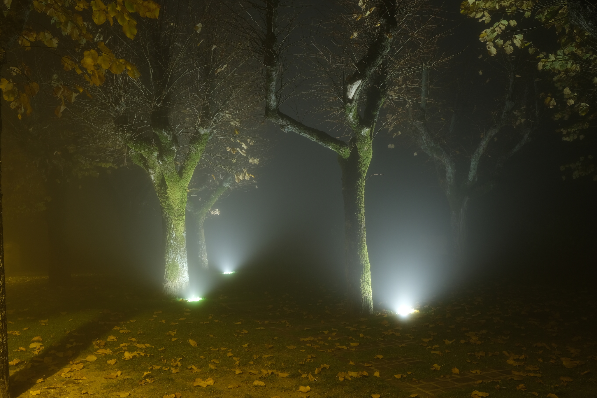 Night photos in the park in the fog - My, The photo, Autumn, The park, Longpost