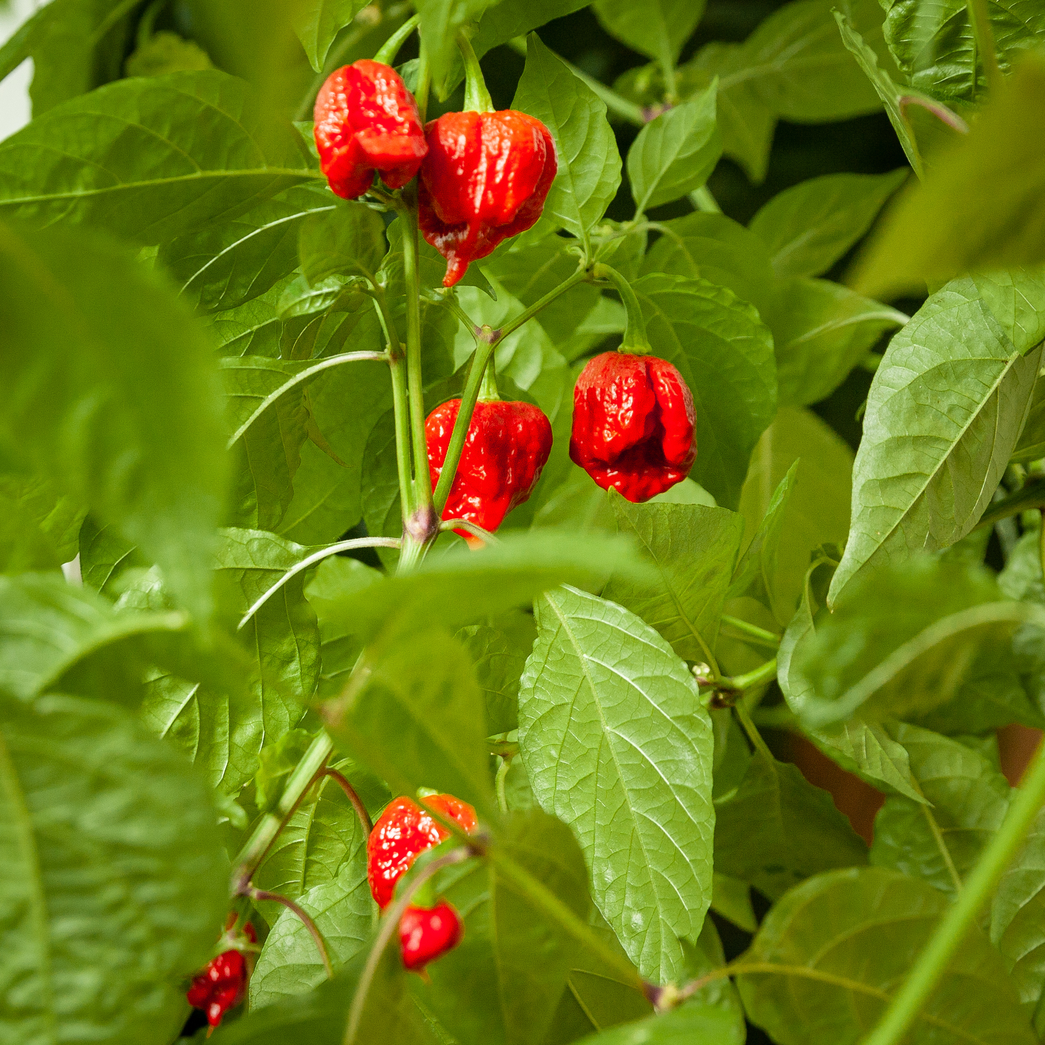 Welcome drink - My, Hot peppers, Pepper farming, Carolinian Reaper, Spicy, Growing, Longpost, Capsaicin, Tincture, Alcohol, Vegetable garden on the windowsill, Plant growing