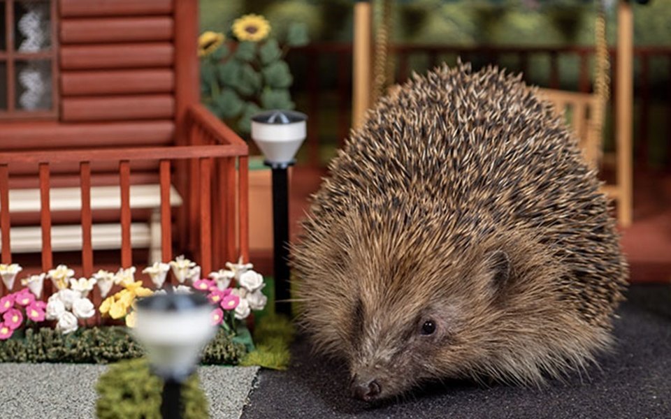 Britain's first hedgehog holiday park opens - Animals, Hedgehog, Great Britain, Video