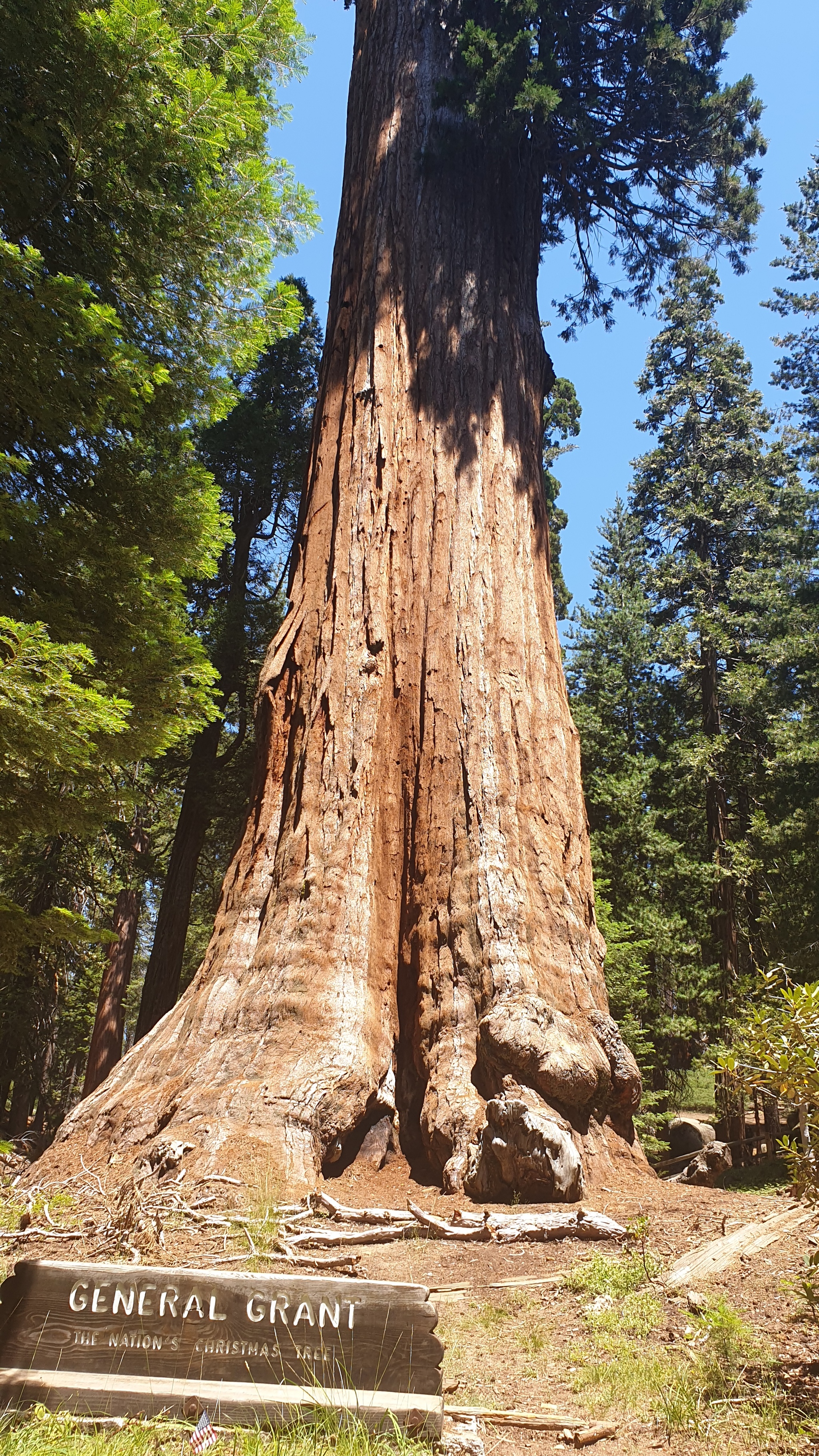 Sequoia cone - My, Travels, Sequoia, National park, The photo, USA, Longpost