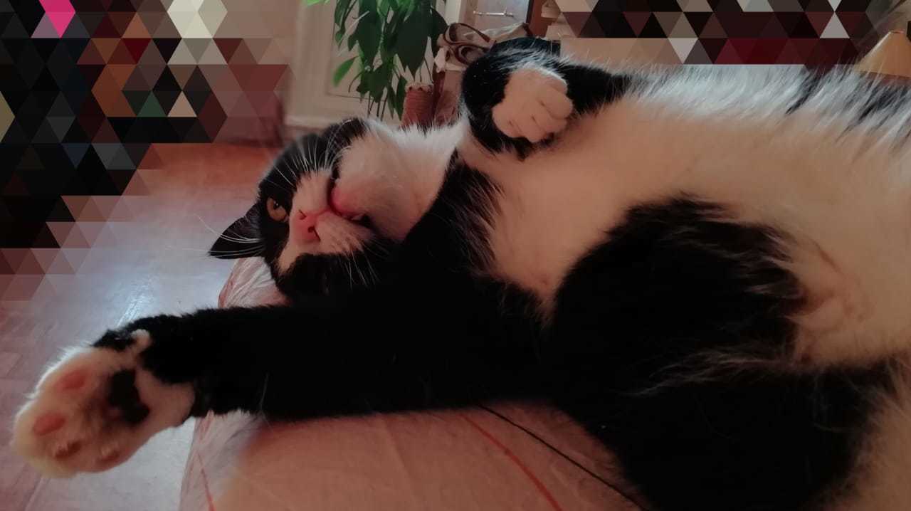 Greetings from Mister Cake :) - My, cat, Milota, Animals, Positive, Video, Longpost