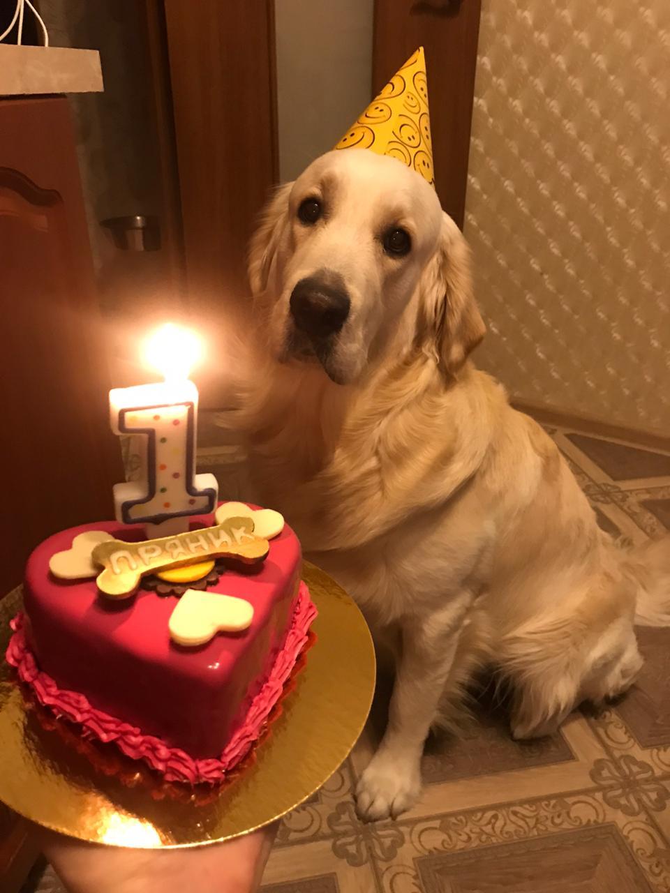 Family pet's birthday - My, Golden retriever, Dog, Birthday, Milota, Longpost