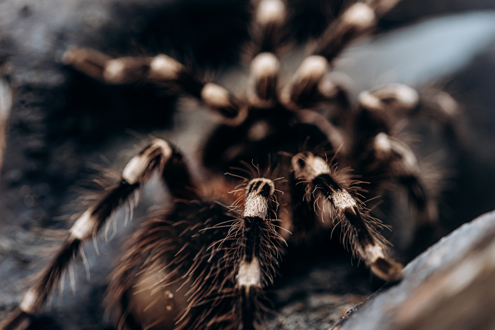 Spider legs - My, Insects, Macro, Macro photography, Spider, Details, The photo, Longpost