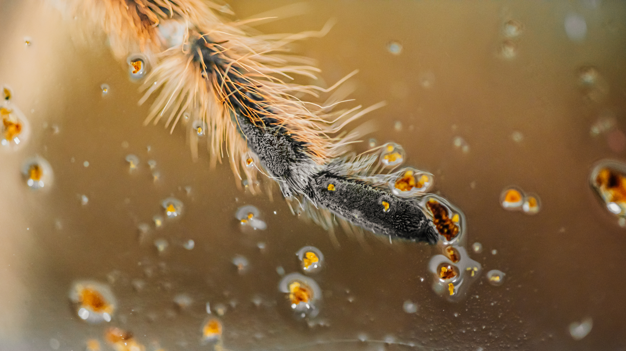 Spider legs - My, Insects, Macro, Macro photography, Spider, Details, The photo, Longpost