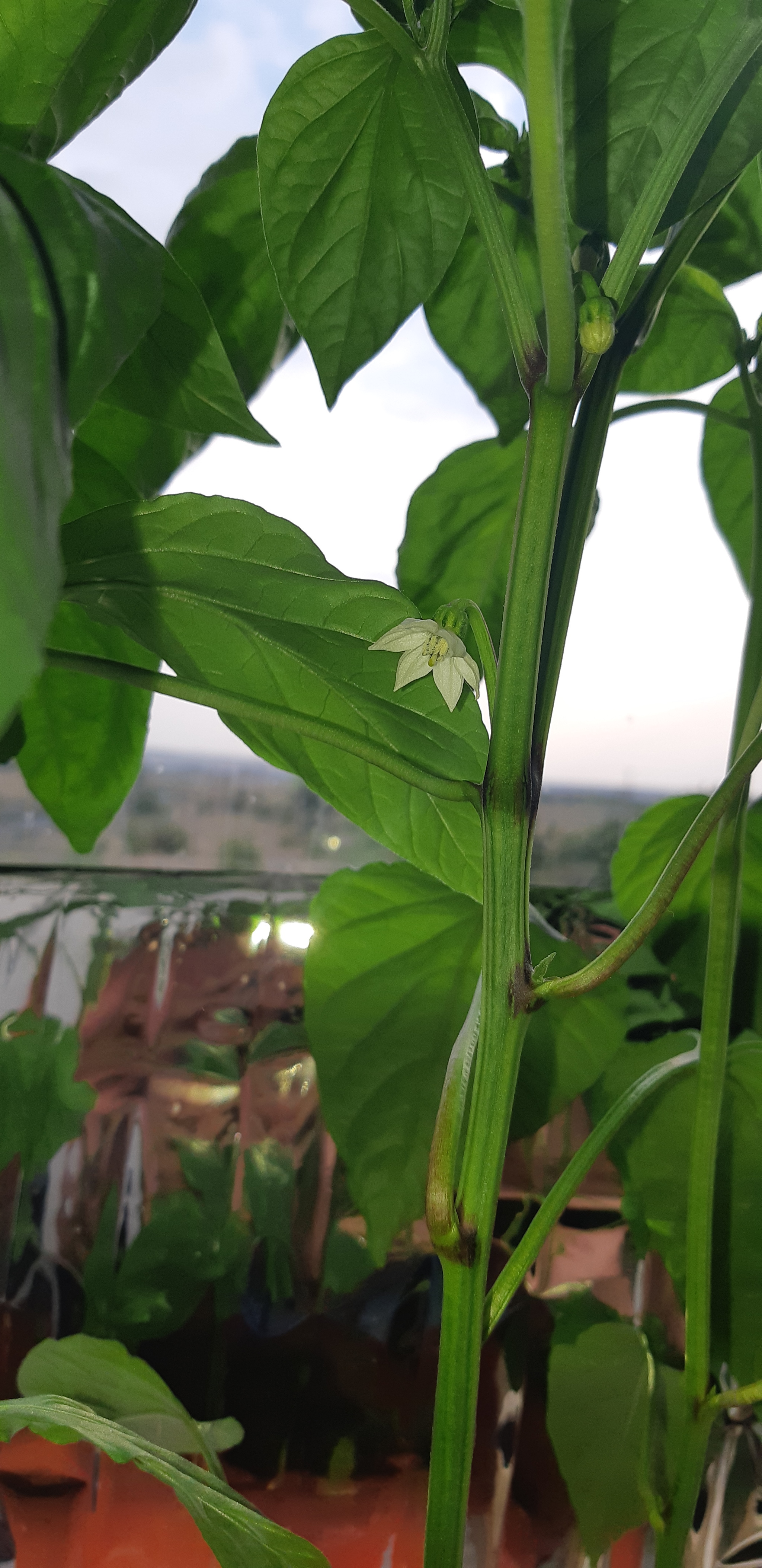 My pepper farming - My, Pepper farming, Hot peppers, Longpost