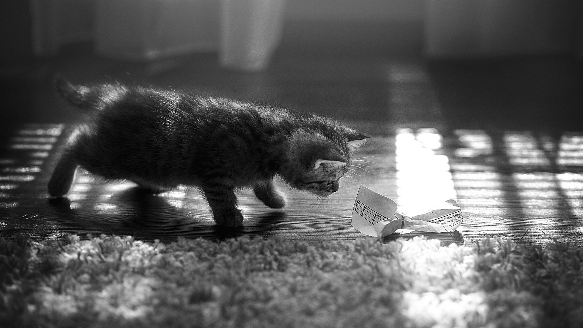 The story of one kitten (series) - My, The photo, cat, Kittens, Black and white, Black and white photo, Nikon, Longpost