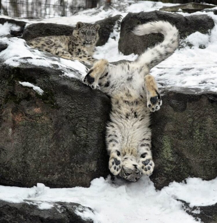 So why does a snow leopard chew its tail? - Snow Leopard, Animals, The photo, Video, Longpost, Big cats, Tail, Cat family, Predatory animals, Wild animals