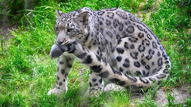 So why does a snow leopard chew its tail? - Snow Leopard, Animals, The photo, Video, Longpost, Big cats, Tail, Cat family, Predatory animals, Wild animals