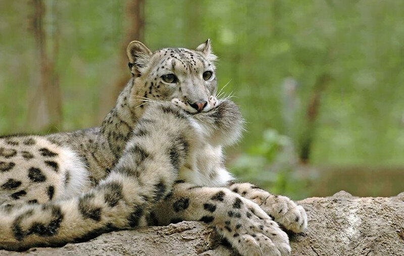 So why does a snow leopard chew its tail? - Snow Leopard, Animals, The photo, Video, Longpost, Big cats, Tail, Cat family, Predatory animals, Wild animals