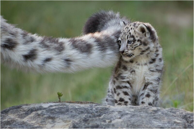 So why does a snow leopard chew its tail? - Snow Leopard, Animals, The photo, Video, Longpost, Big cats, Tail, Cat family, Predatory animals, Wild animals