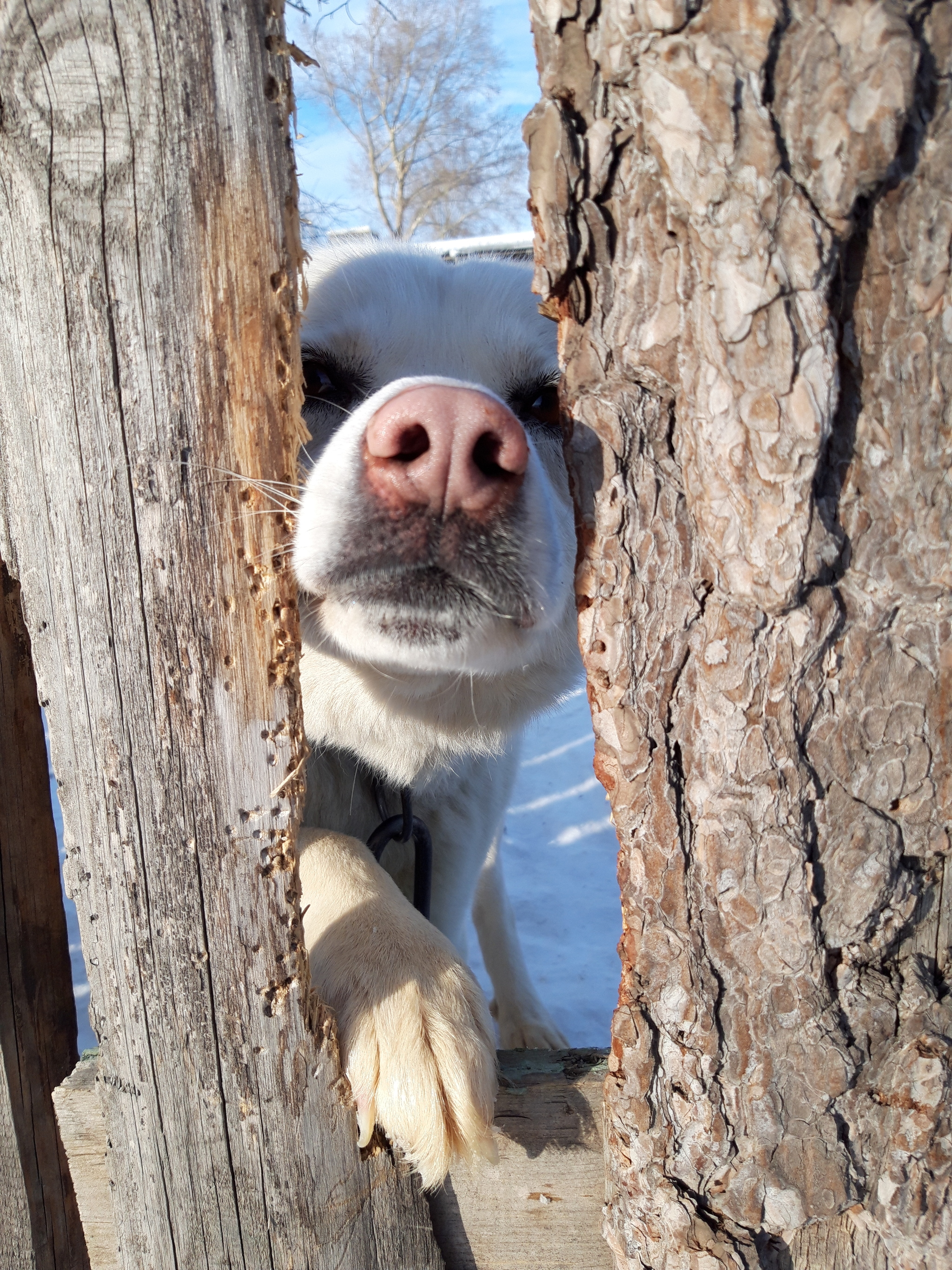 White Bill White Ear. And the nose looks like a pig - My, Dog, Barnaul, Shelter, Longpost, In good hands