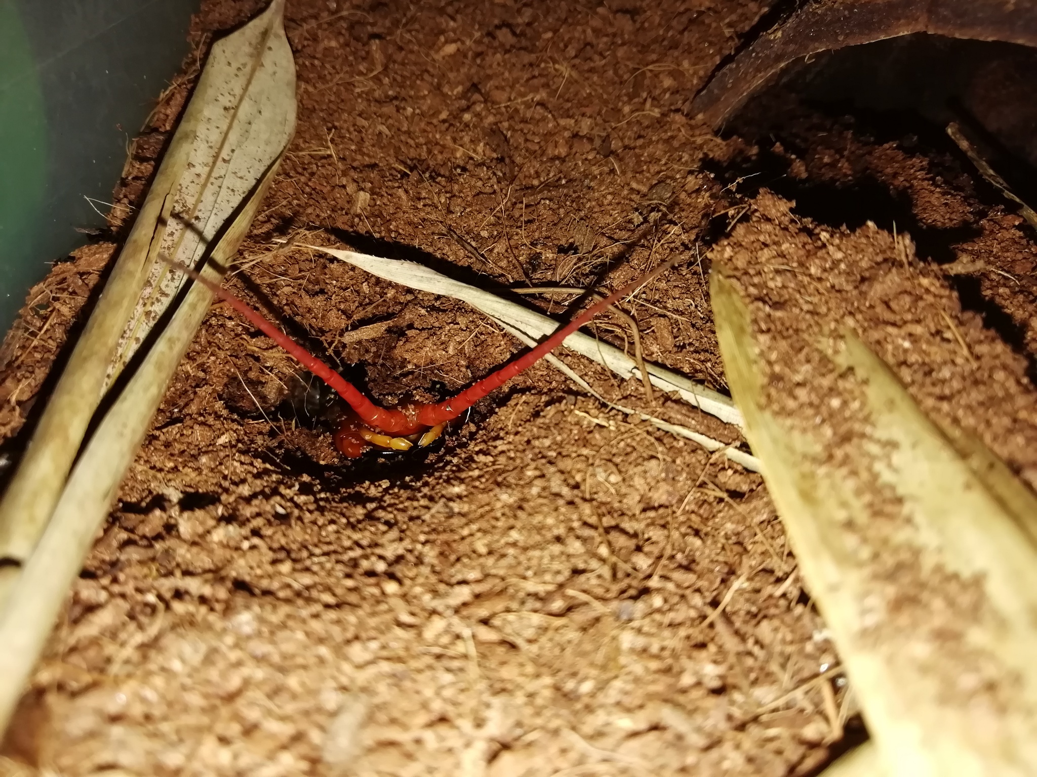 Everyday life with exotic - My, Scolopendra, Centipede, Insectophobia, Exotic animals, Pets, Video, Longpost