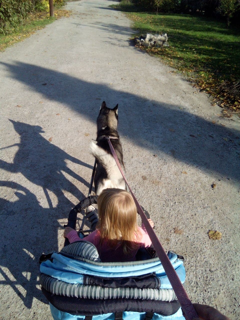 Vozyk, winter version - My, Husky, Cart, Dog sled, Children, Longpost, With your own hands