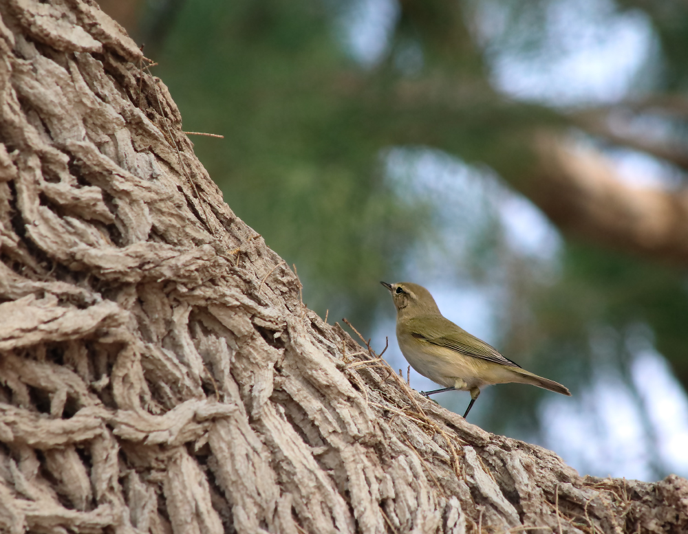 Small bird - My, The photo, Birds, Nature