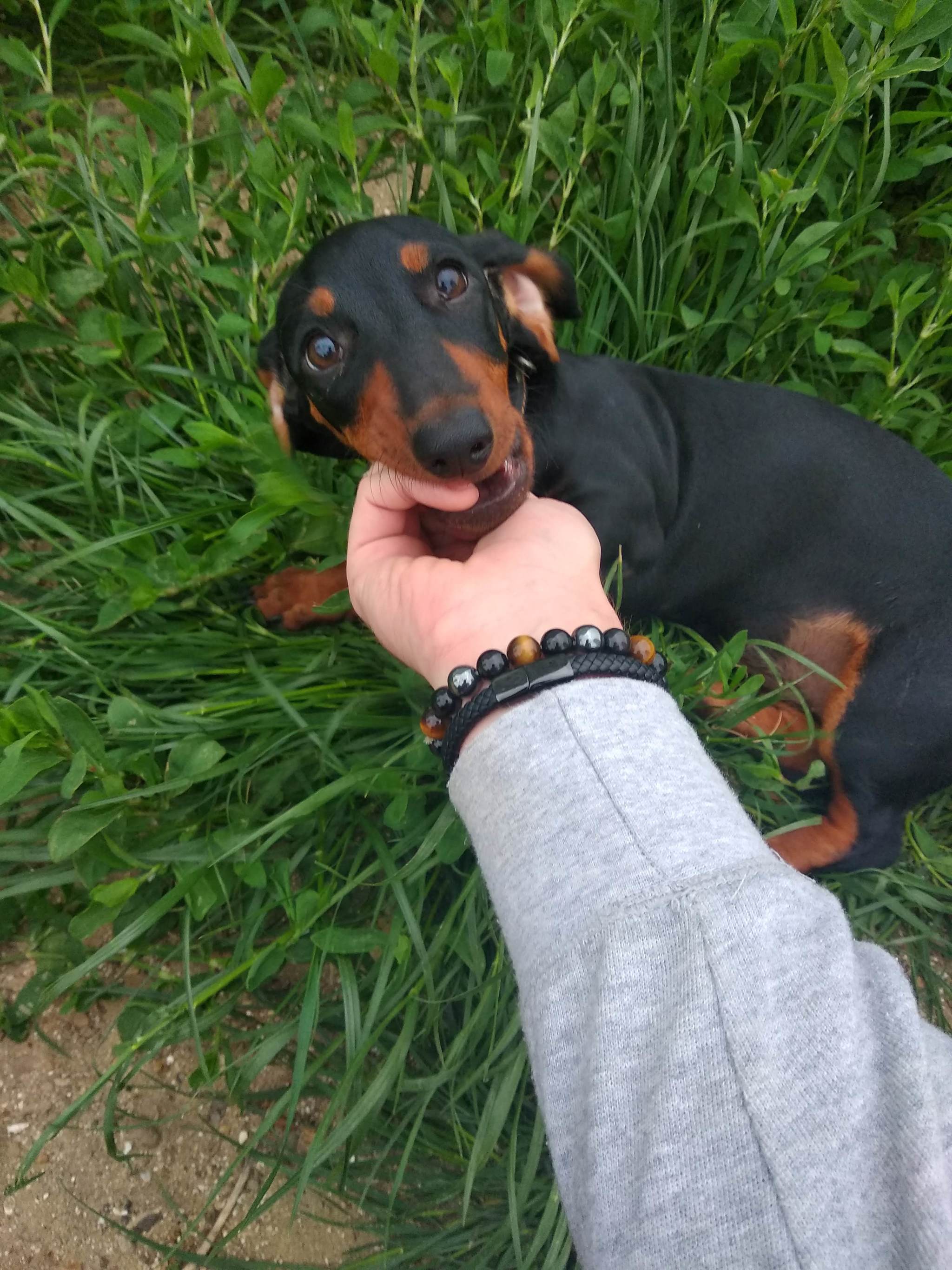 Little Kus - My, Kus, Dachshund, Dog, The photo, Milota