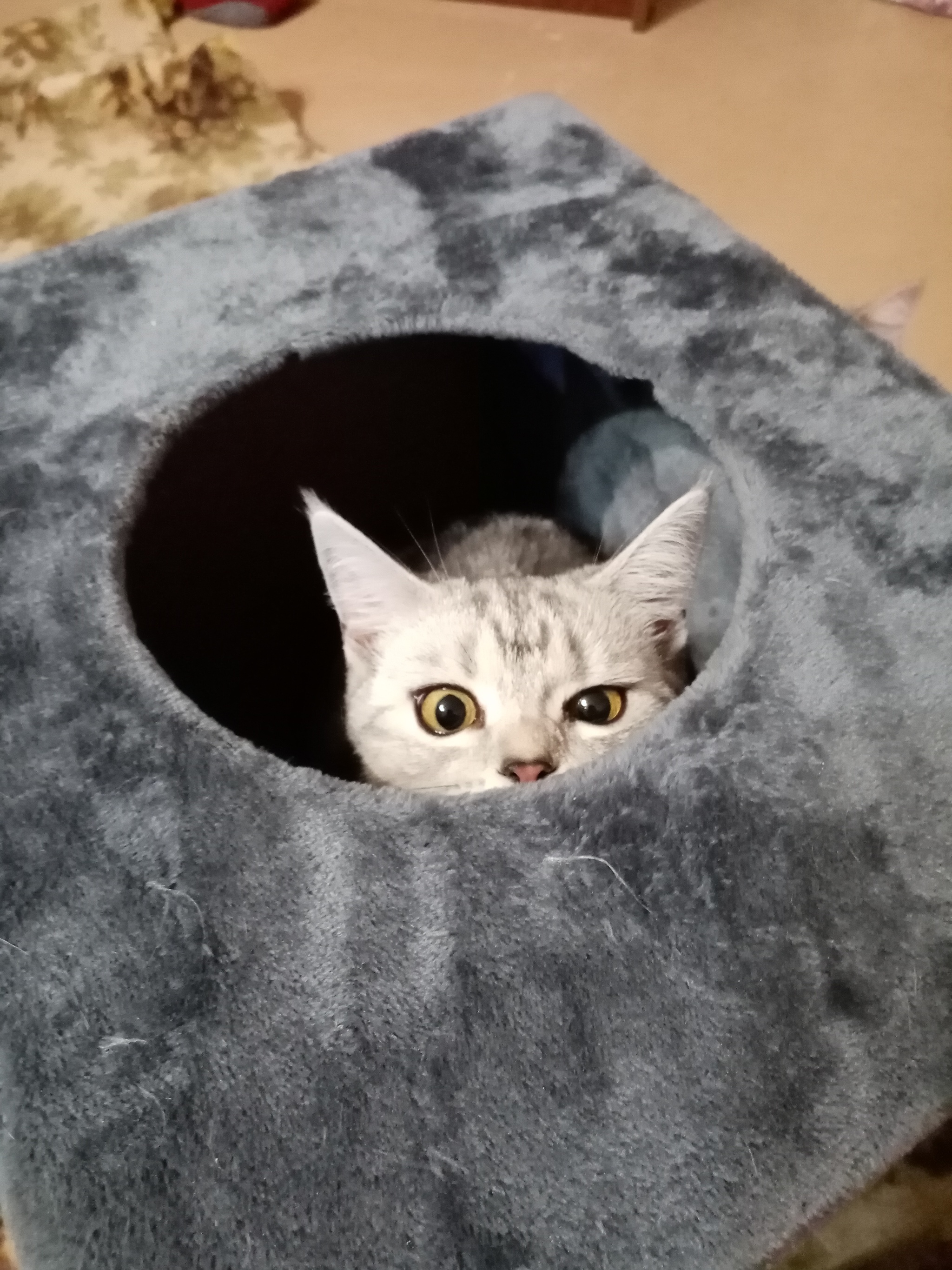 And they say that cats always have the same facial expression - cat, British Shorthair, Longpost