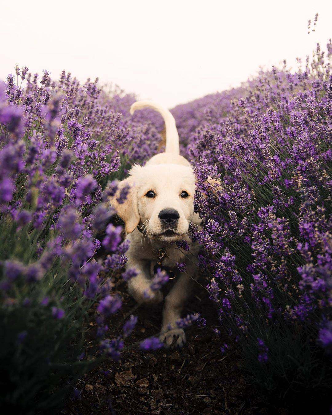 Through the lavender field - Dog, Milota, The photo, Lavender