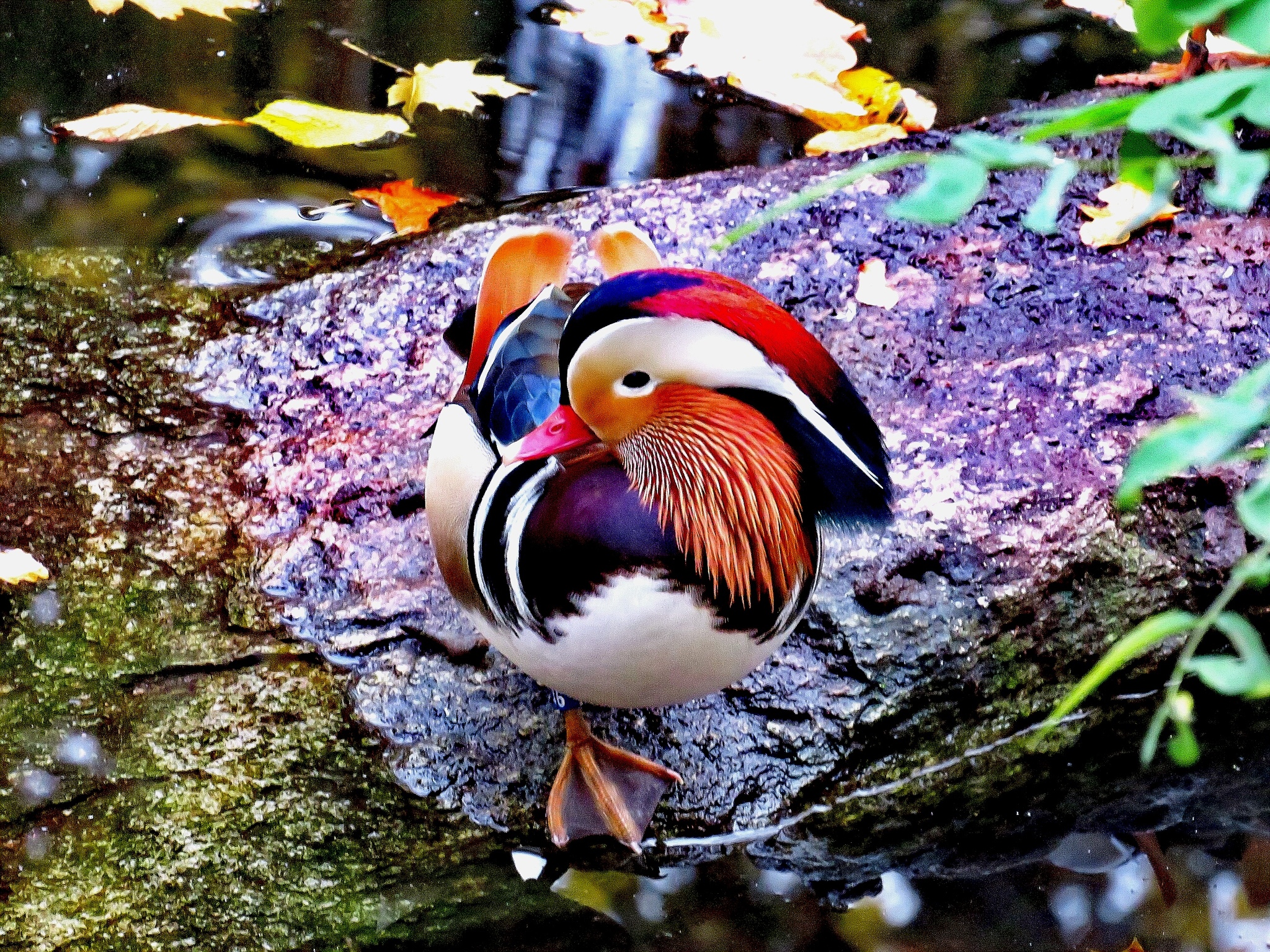 Some lake birds - My, Photoshop, Canon, Nikon, Longpost, The photo, Birds, Mandarin duck