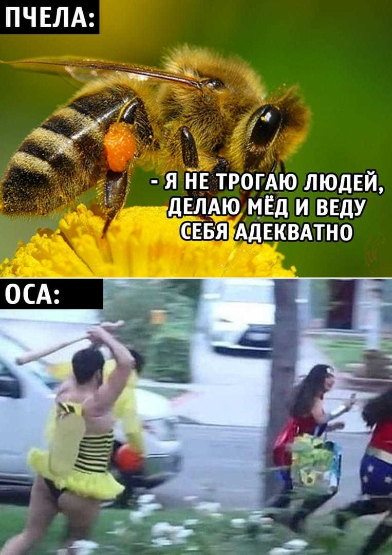 Гребаные осы... - Лето, Природа, Насекомые, Оса