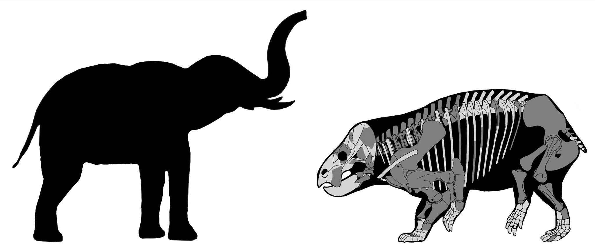 Lisovytsia - Paleontology, Synapsids, The science, Copy-paste, Elementy ru, Evolution, Longpost