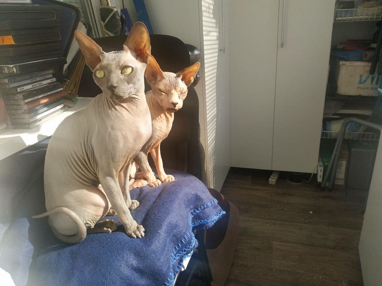 I continue to introduce Pikabu to our family - My, cat, Sphinx, Longpost