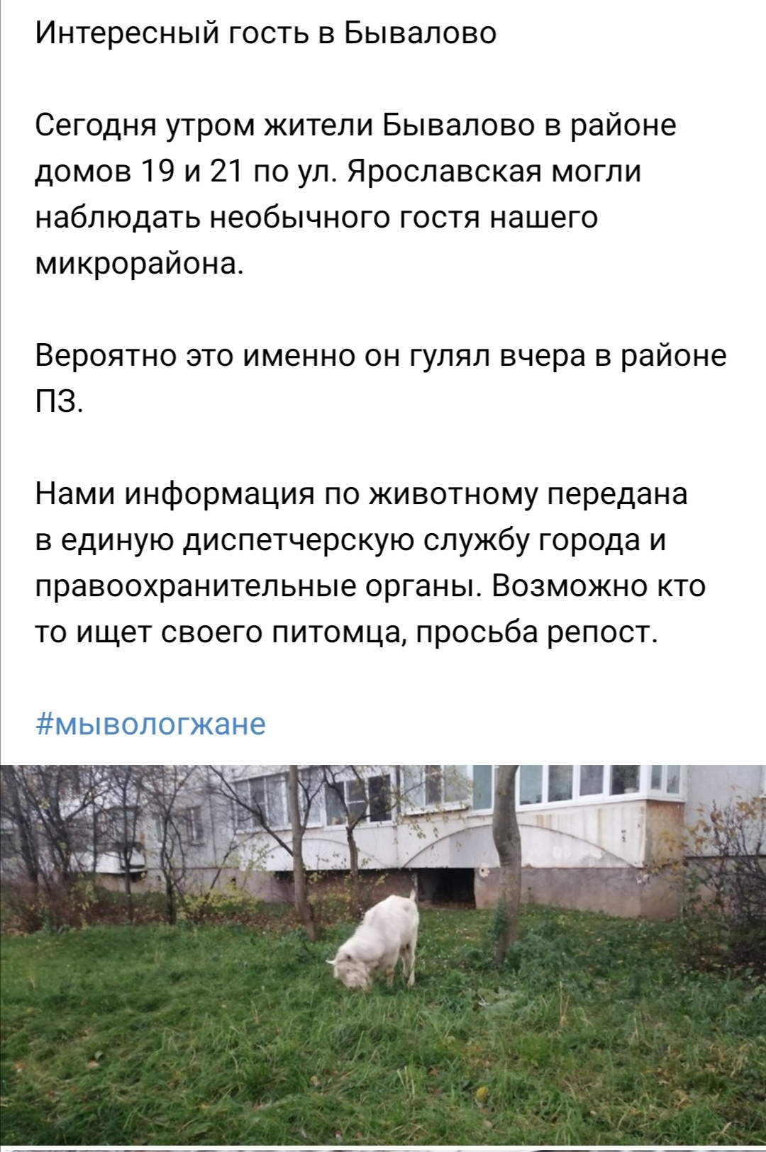 The happy story of Fedya the goat - Vologda, Goat, Lost, Longpost