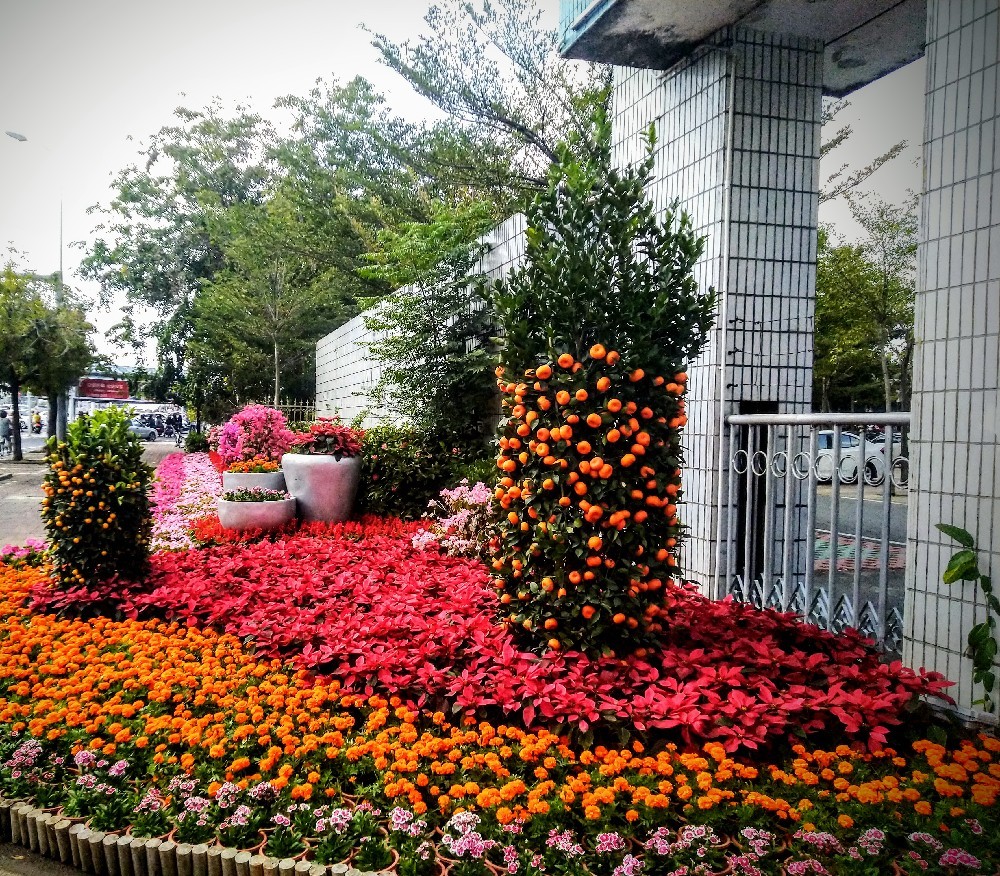 New Year is coming soon! Fragrant and sweet tangerines to all of us! - My, China, Hainan Island, Flowers, Tangerines