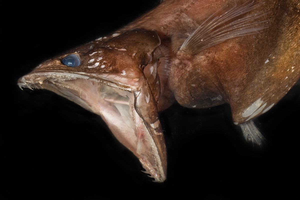 Several creepy inhabitants of the deep sea. Part 1 - Ocean, Sea, Inhabitants, The photo, Longpost, Animals