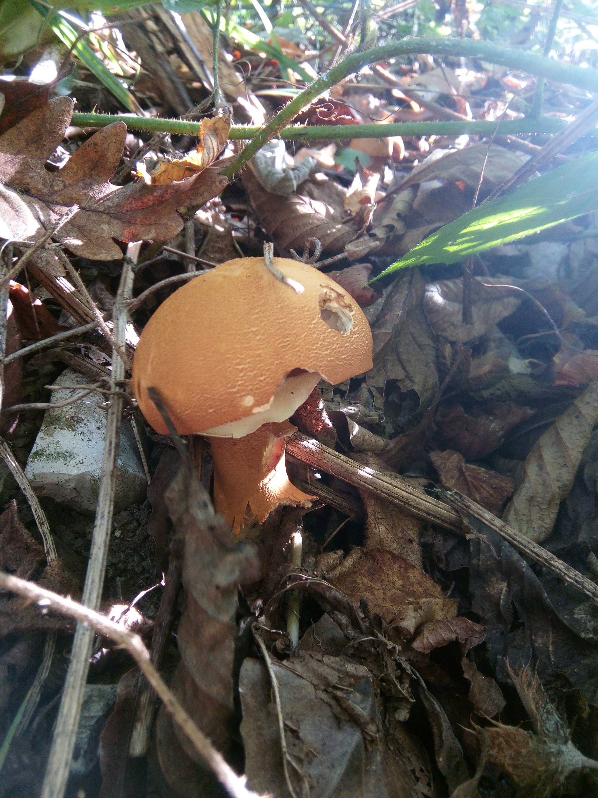 Identify and help - Mycology, Mushrooms, Mushroom pickers, Forest, Longpost