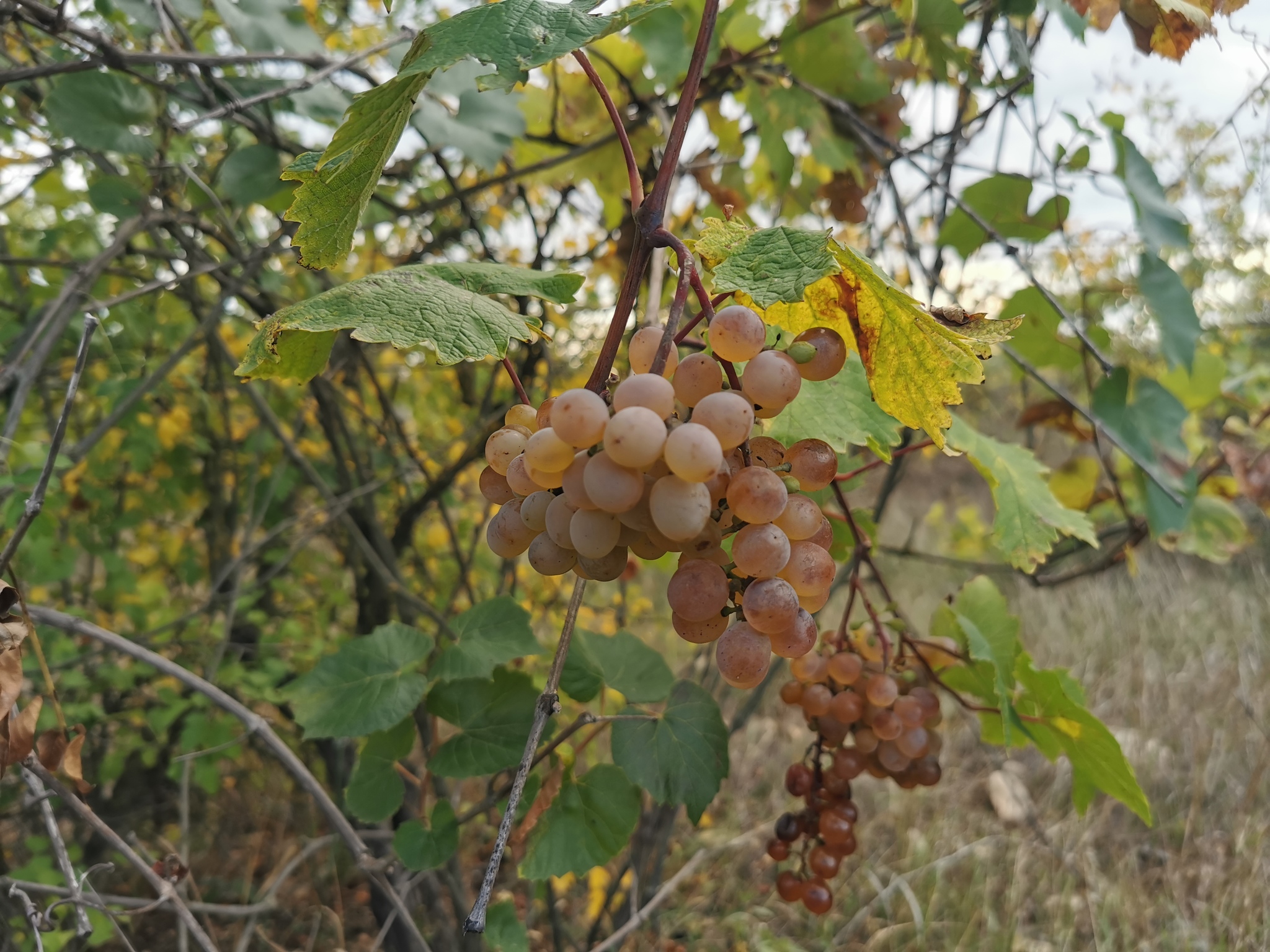 Homemade wine with your own hands - My, Alcohol, Wine, Grape, Home wine, Longpost