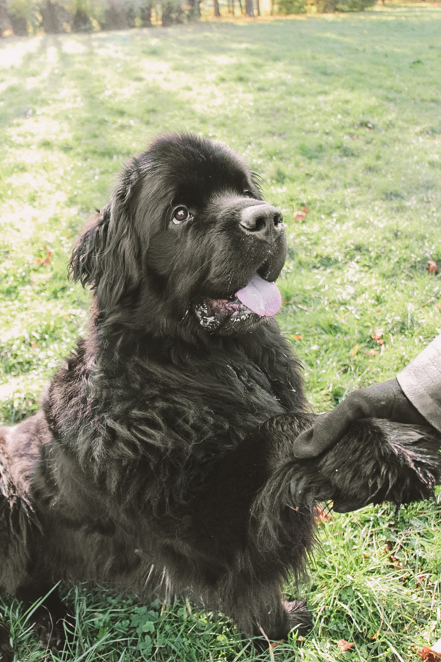 Friend is a lifesaver - My, Newfoundland, Dog, Longpost