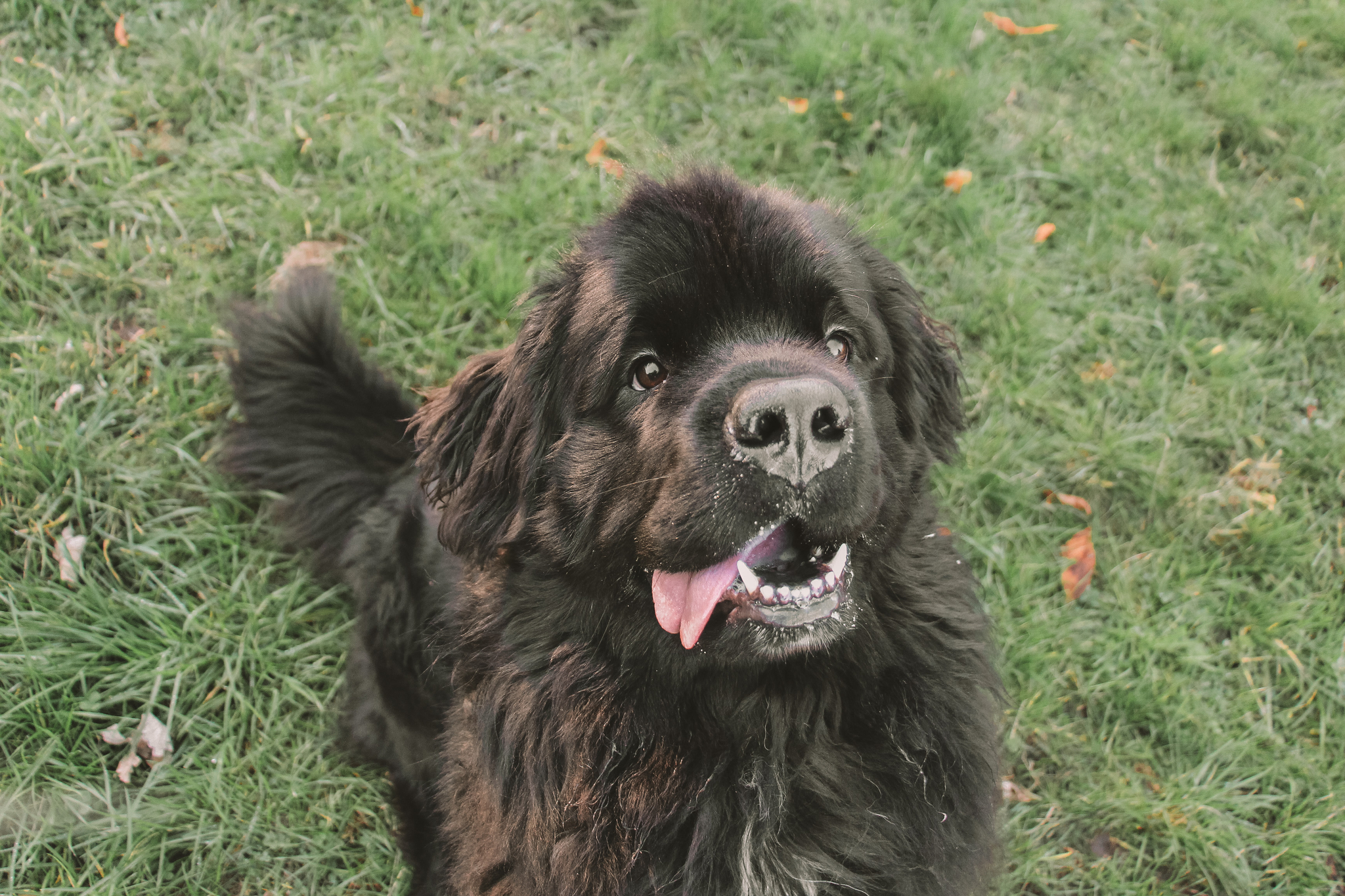 Friend is a lifesaver - My, Newfoundland, Dog, Longpost