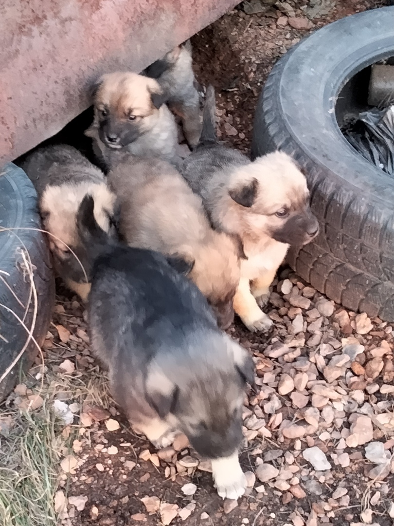 Puppies are looking for owners - My, In good hands, Puppies, Lost, No rating, Search for animals, Good league, Animals, Longpost, Chelyabinsk, Chelyabinsk region, Kopeysk, Dog