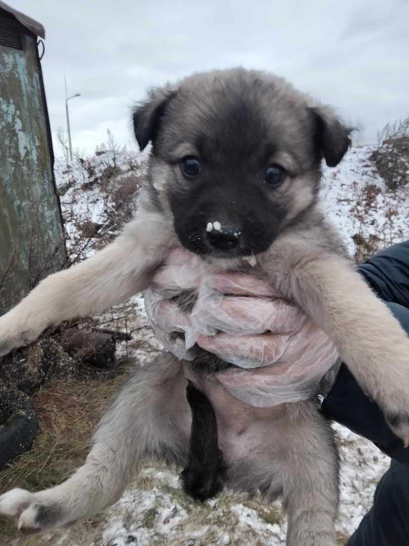 Puppies are looking for owners - My, In good hands, Puppies, Lost, No rating, Search for animals, Good league, Animals, Longpost, Chelyabinsk, Chelyabinsk region, Kopeysk, Dog