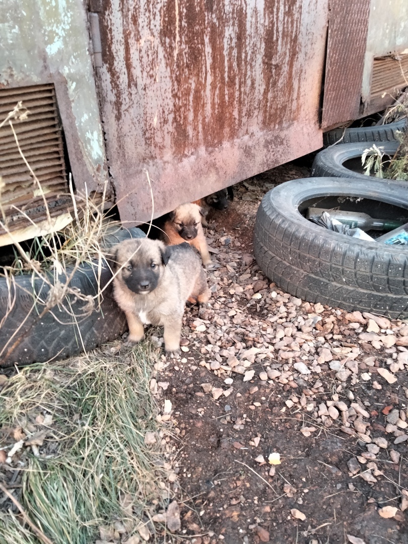 Puppies are looking for owners - My, In good hands, Puppies, Lost, No rating, Search for animals, Good league, Animals, Longpost, Chelyabinsk, Chelyabinsk region, Kopeysk, Dog