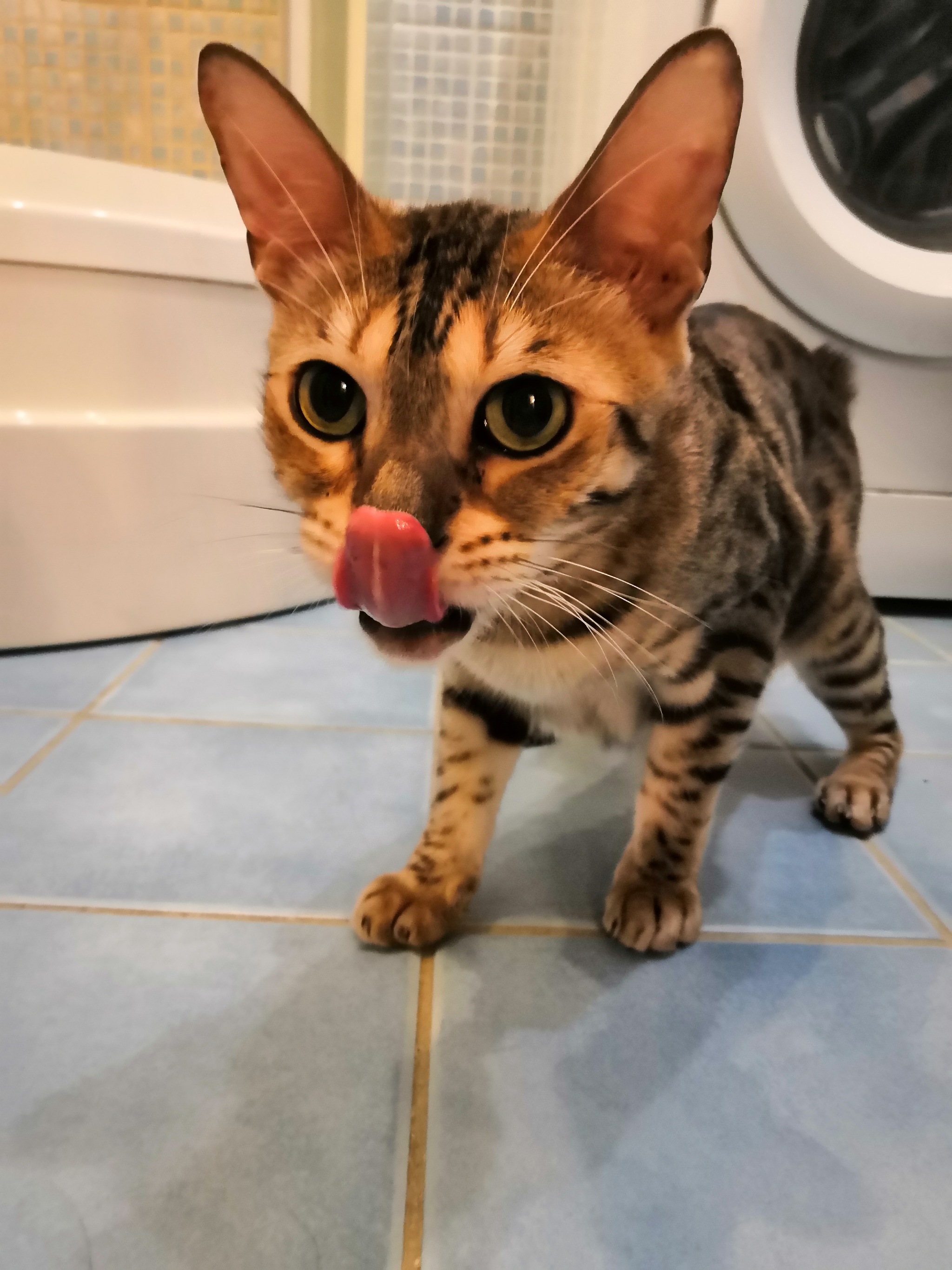 Need a cat psychologist - My, cat, Thai cat, Bengal cat, Milota, Longpost