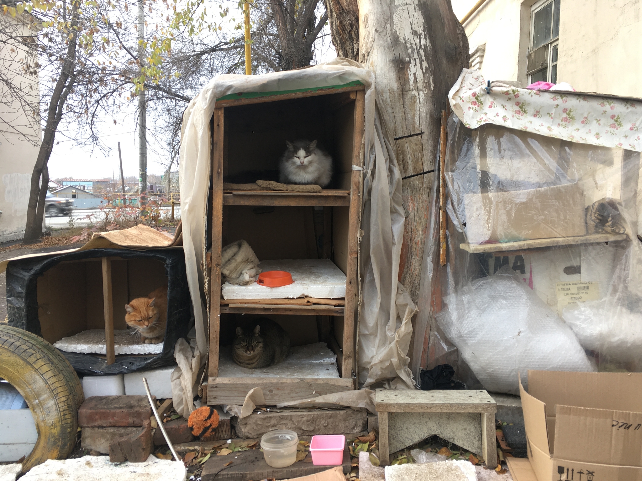 Seals' nesting area - My, cat, Kindness, Heat