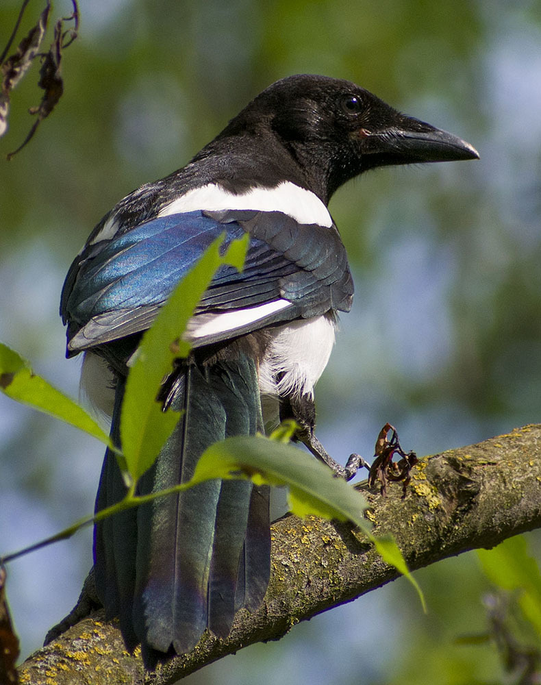 Best of 2020, part of jva - My, Birds, Ornithology, Schelkovo, 2020, Outcomes, Photo hunting, Hobby, Longpost