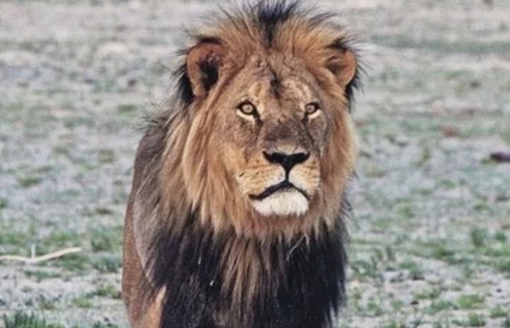 The Lion King Cecil took revenge on his killer. A creepy story worthy of a film adaptation... - Cecil, Zimbabwe, a lion, The lion king, Murder, Hunter, Hunting, National park, Longpost, Negative