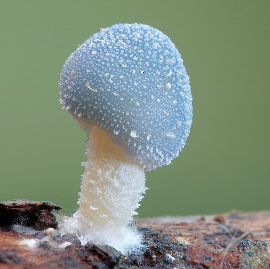 Have you been waiting for another mushroom selection? Of course, here she is! - Mushrooms, Mycelium, Mycology, Longpost