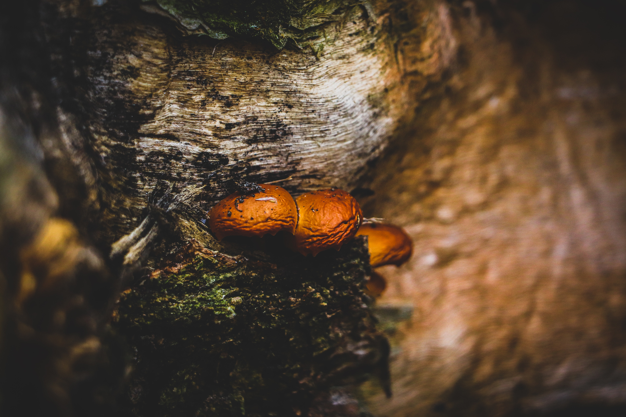 November - My, The photo, Autumn, Landscape, Mushrooms, A bike, Longpost