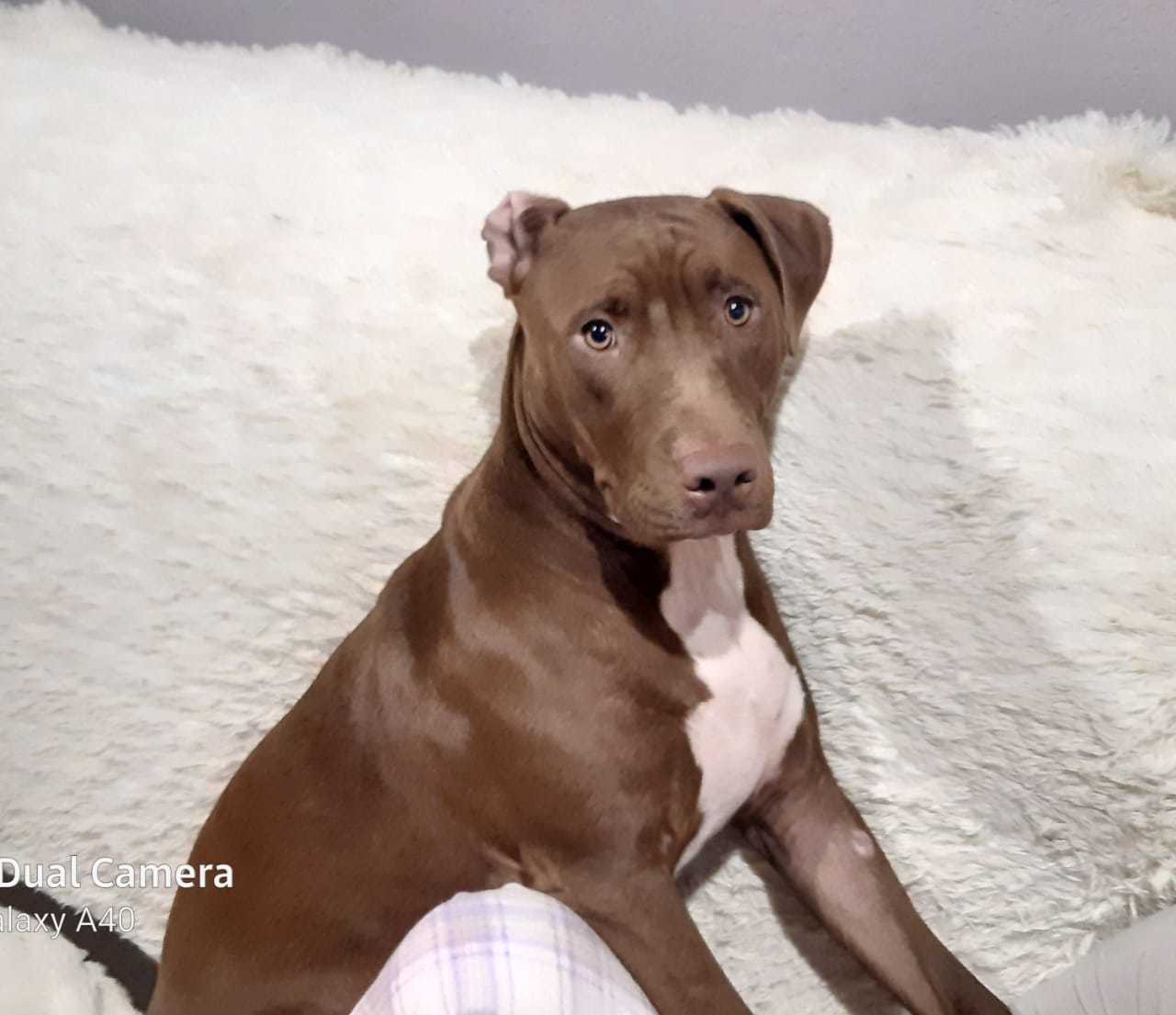 Soon one year old - My, Pitbull, Puppies, Longpost, Dog