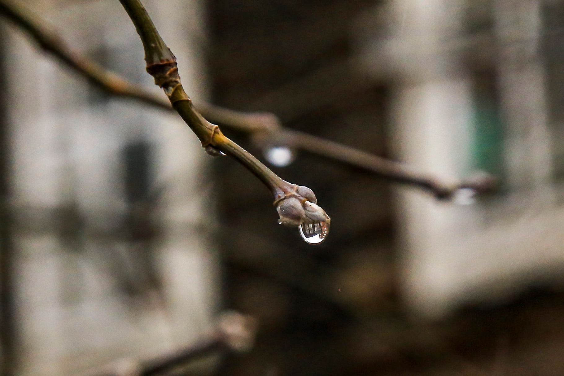 Tears of autumn - The photo, Autumn, Rain, Tit, Water drop