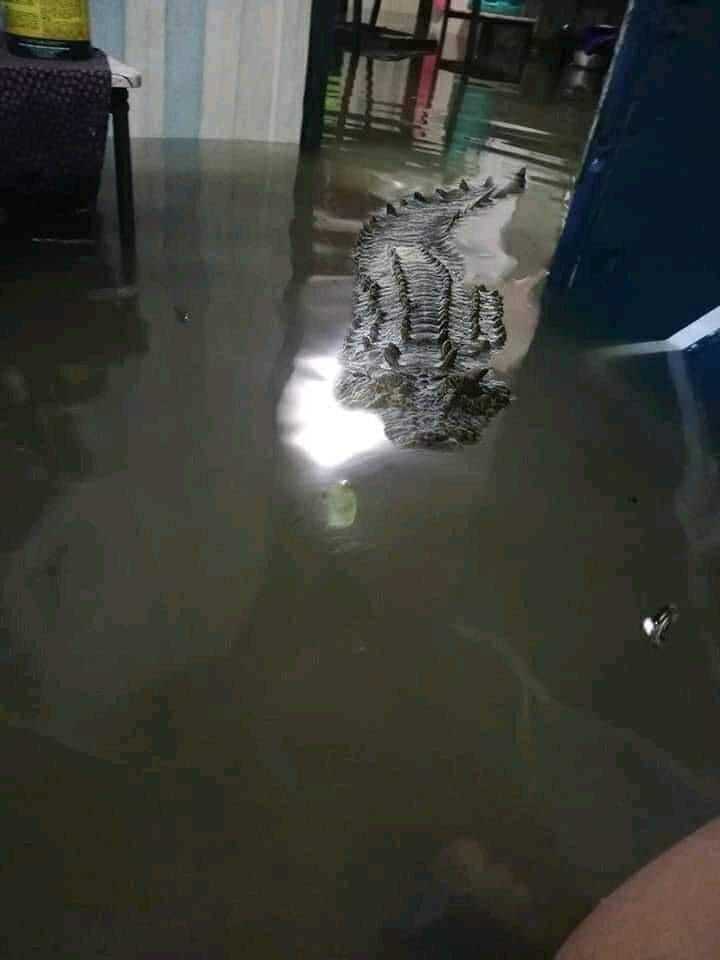 Meanwhile, in Thailand... - Thailand, Flood, Crocodiles