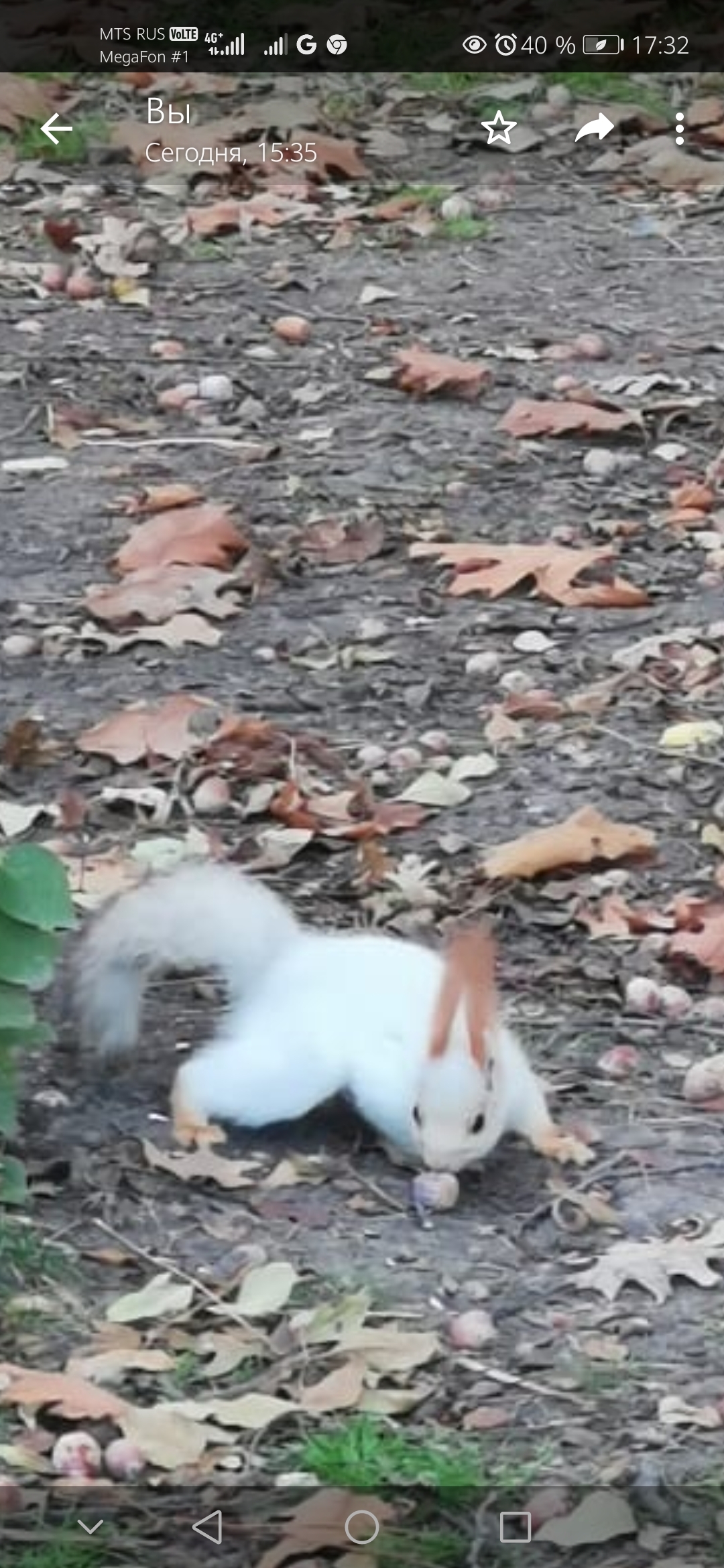 White squirrel - My, Squirrel, White, Longpost