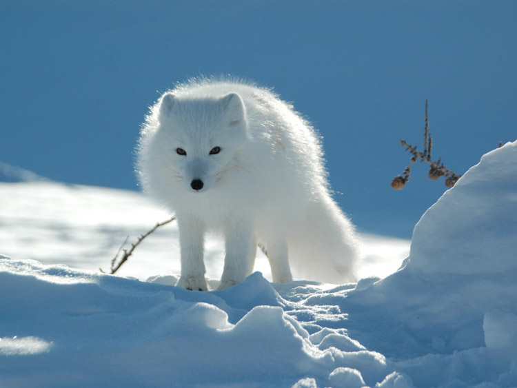 Arctic fox or arctic fox - Arctic fox, Longpost, The photo, Animals